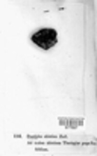 Gloeophyllum abietinum image